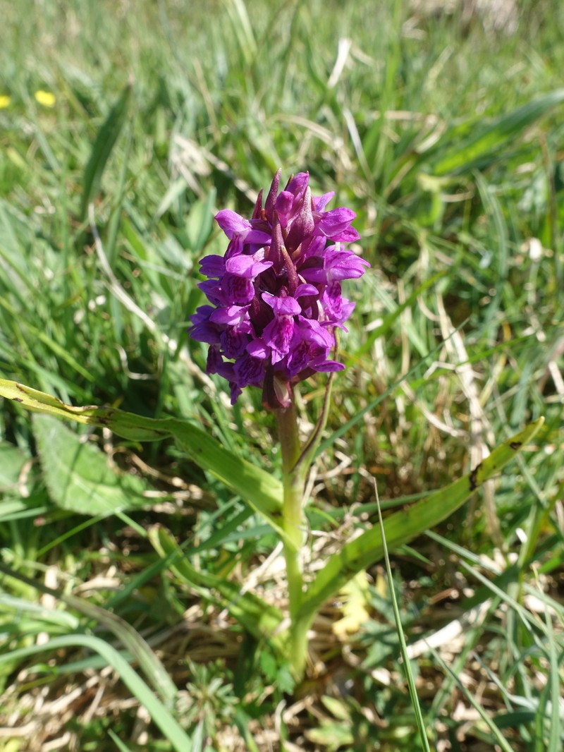 Dactylorhiza incarnata subsp. pulchella photo 5