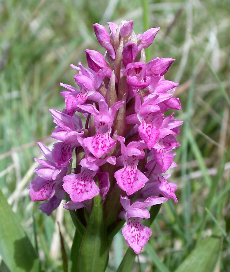 Dactylorhiza incarnata subsp. pulchella
