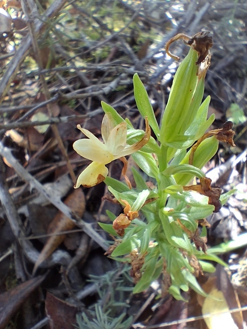 Dactylorhiza insularis photo 2