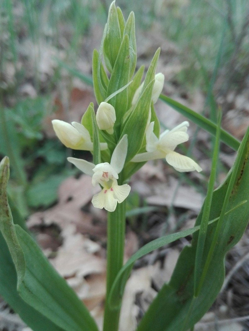 Dactylorhiza insularis photo 3