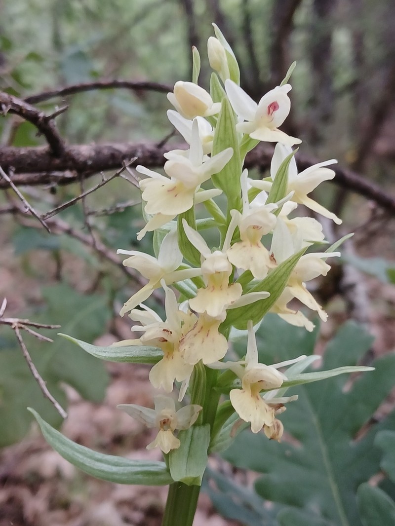 Dactylorhiza insularis photo 4