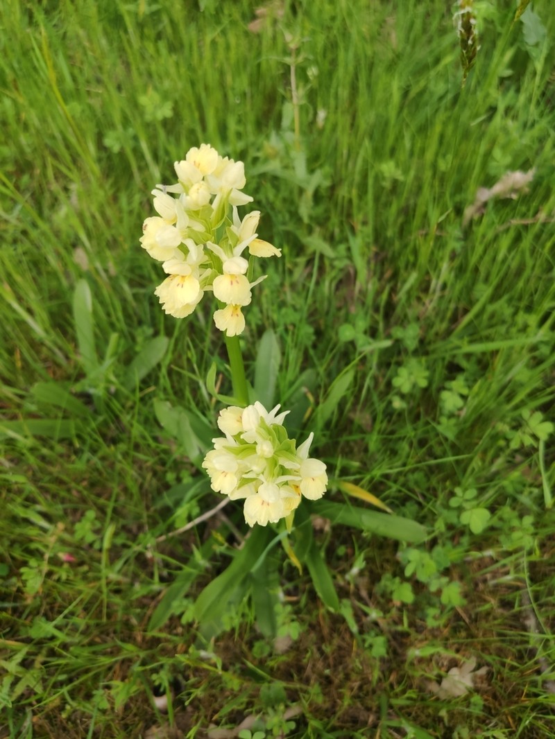 Dactylorhiza insularis photo 5