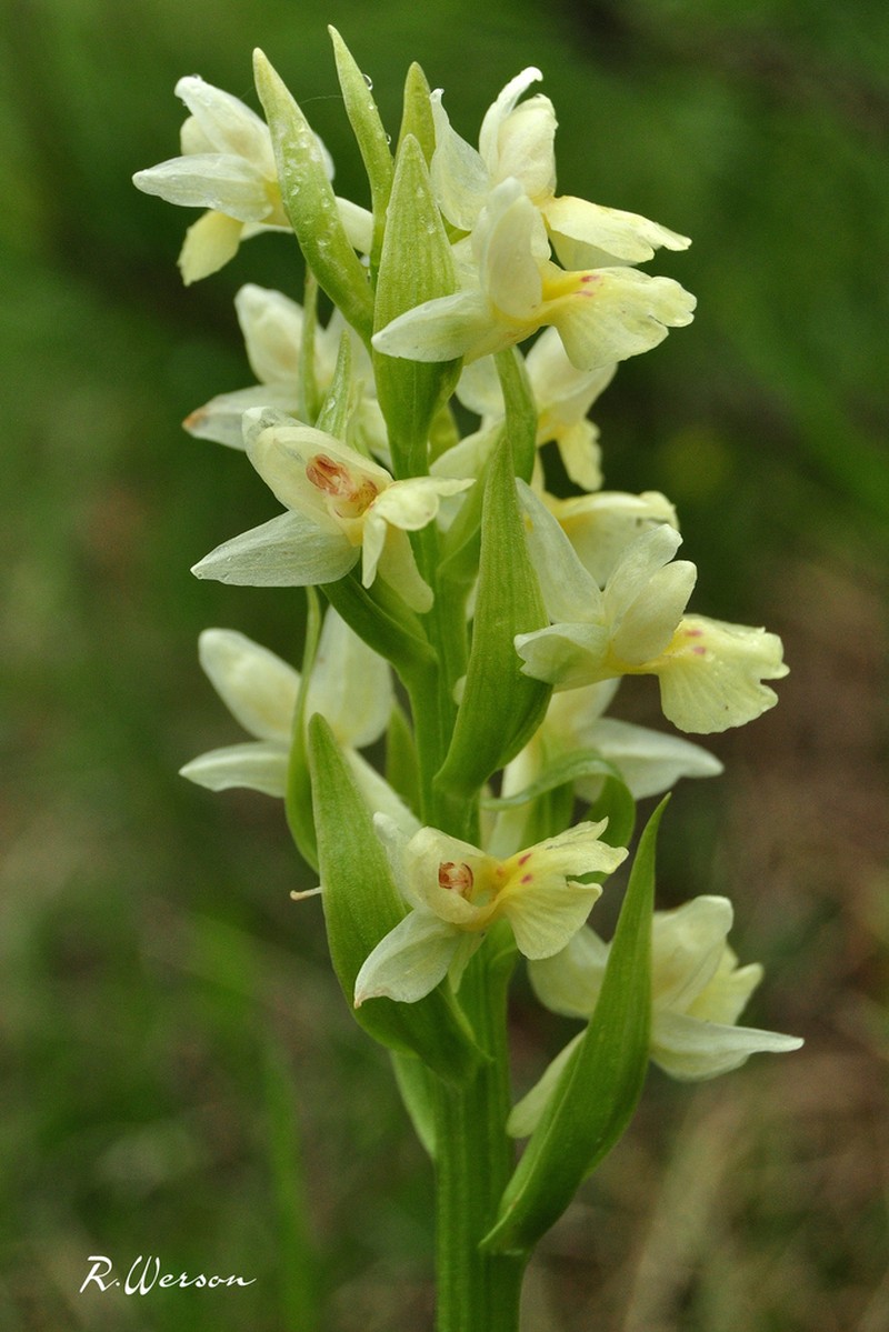 Dactylorhiza insularis photo 6