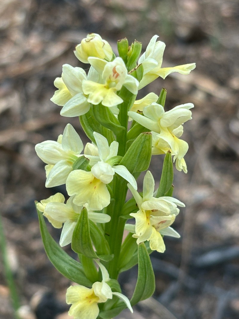 Dactylorhiza insularis photo 7