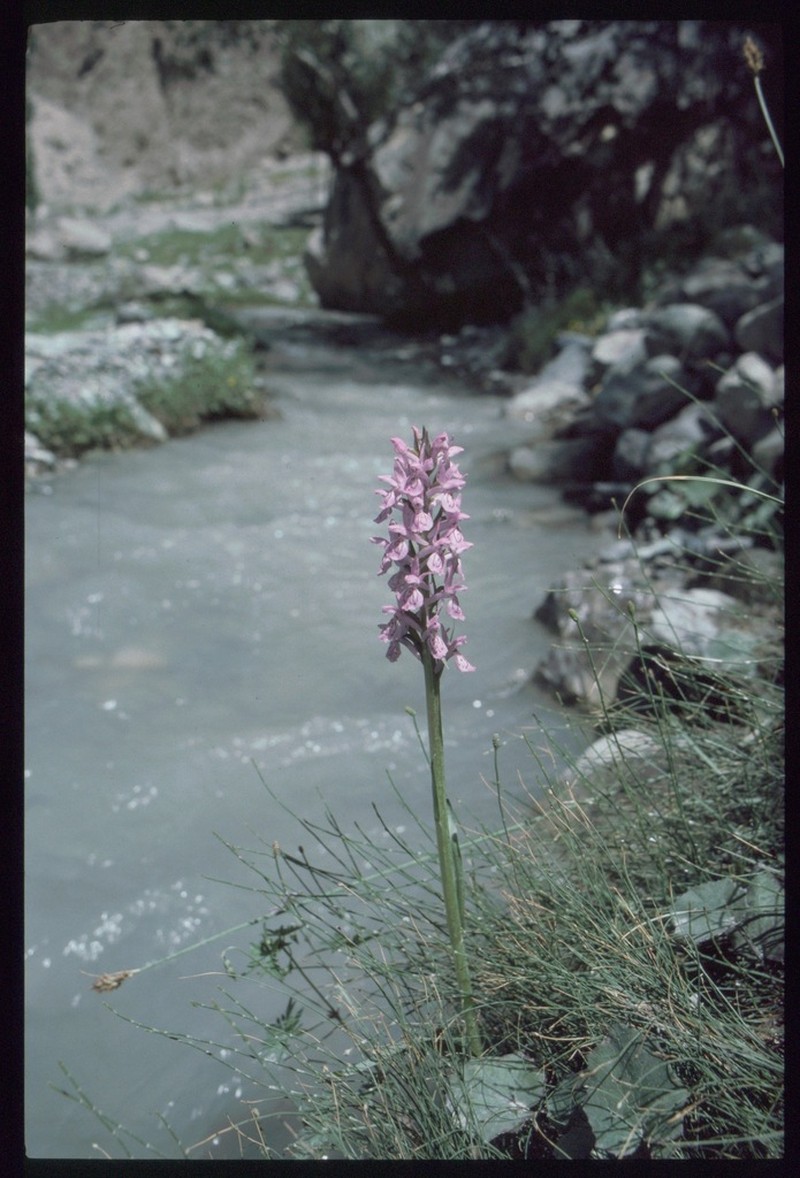 Dactylorhiza kafiriana