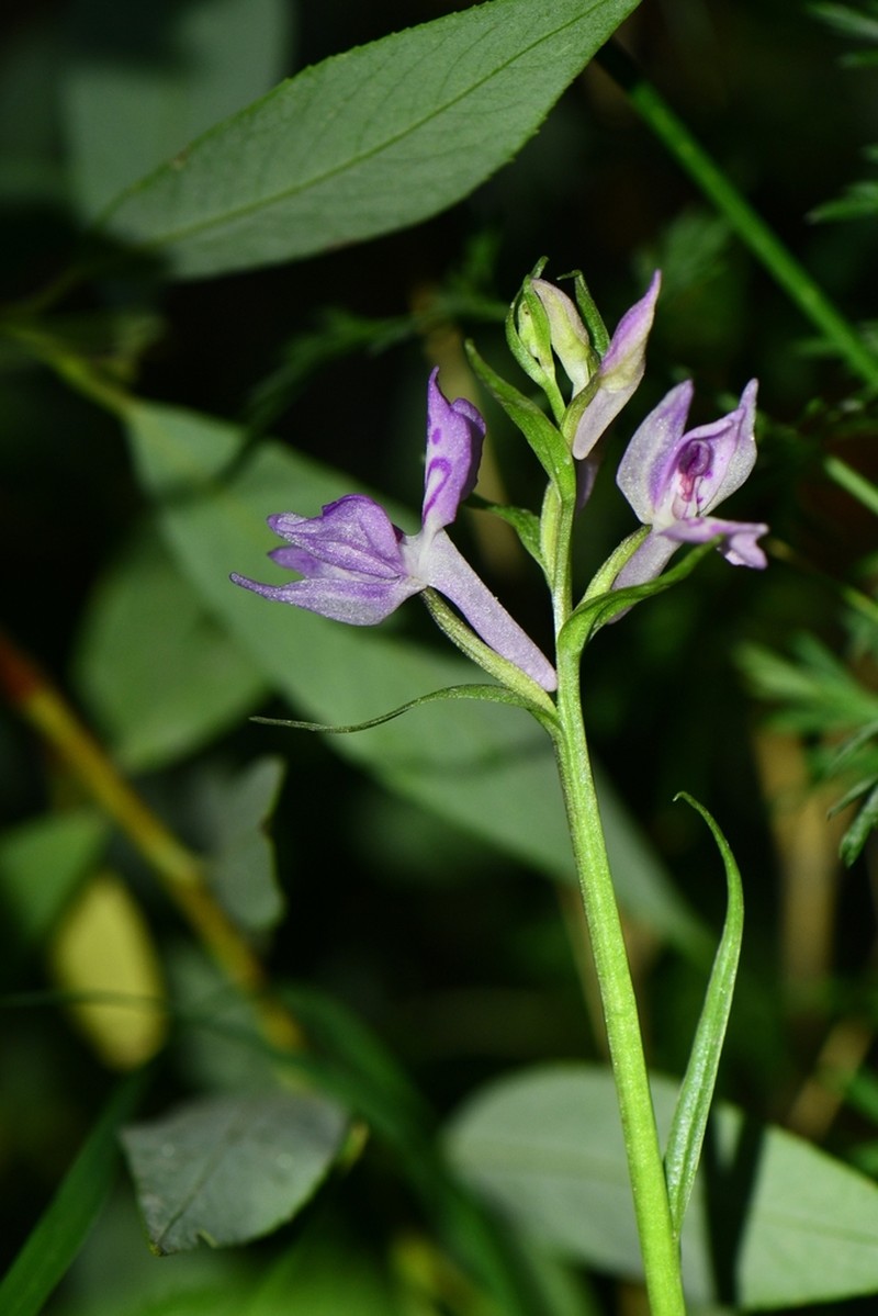 Dactylorhiza kafiriana photo 2