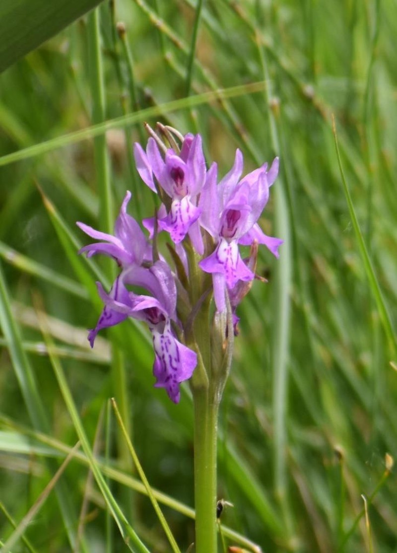 Dactylorhiza kafiriana photo 3
