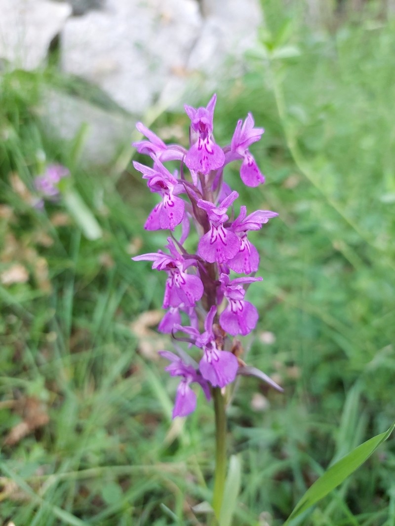 Dactylorhiza kafiriana photo 4