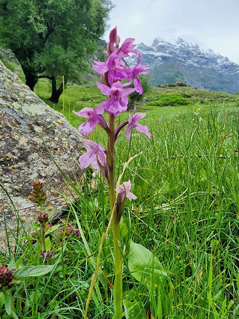 Dactylorhiza kafiriana photo 5
