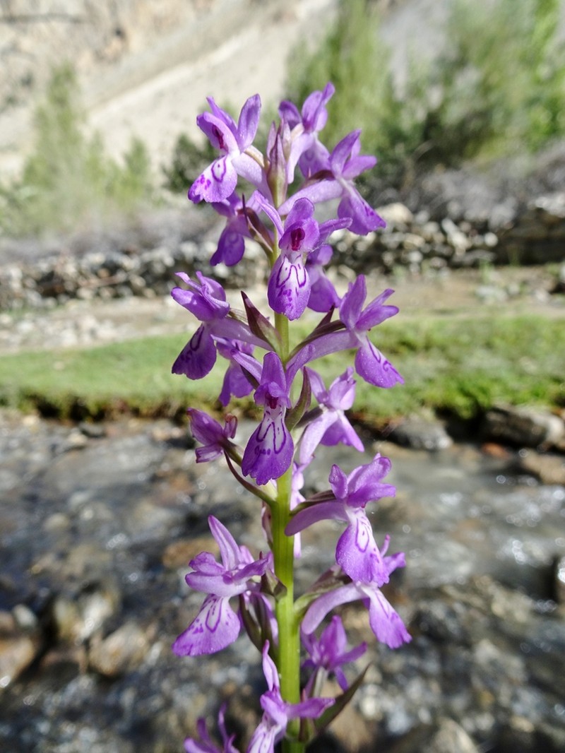 Dactylorhiza kafiriana photo 6