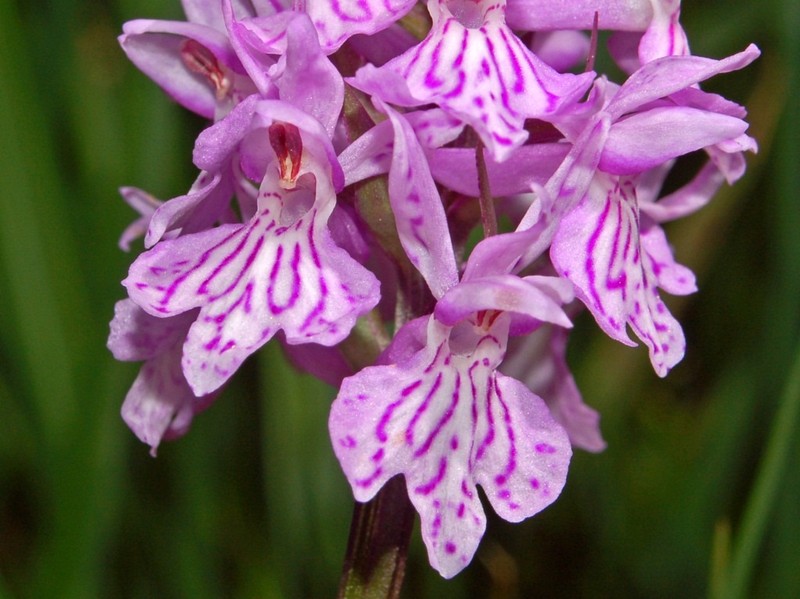 Dactylorhiza maculata photo 2