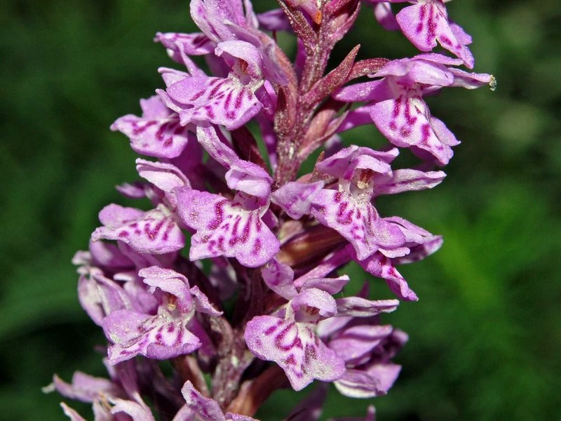 Dactylorhiza maculata photo 3