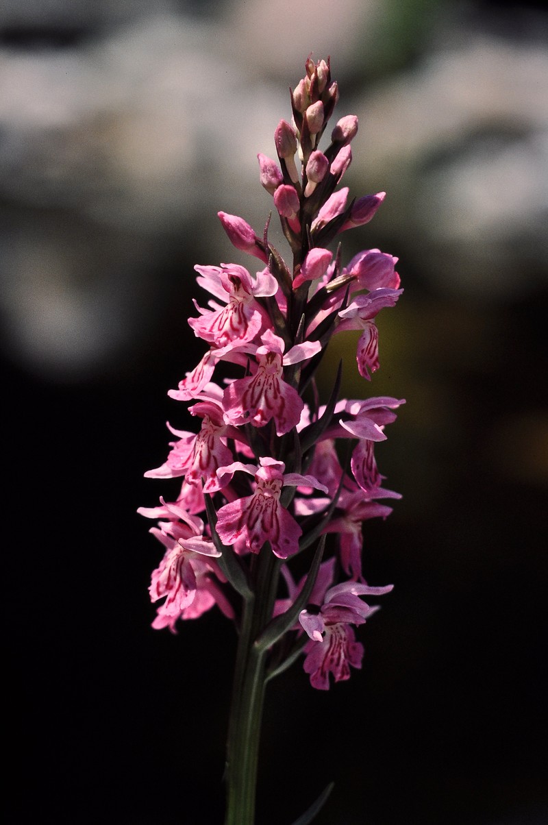 Dactylorhiza maculata photo 4