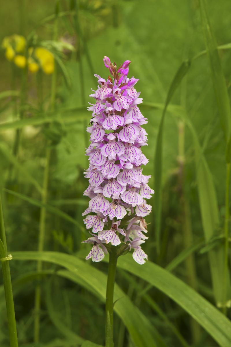 Dactylorhiza maculata photo 5