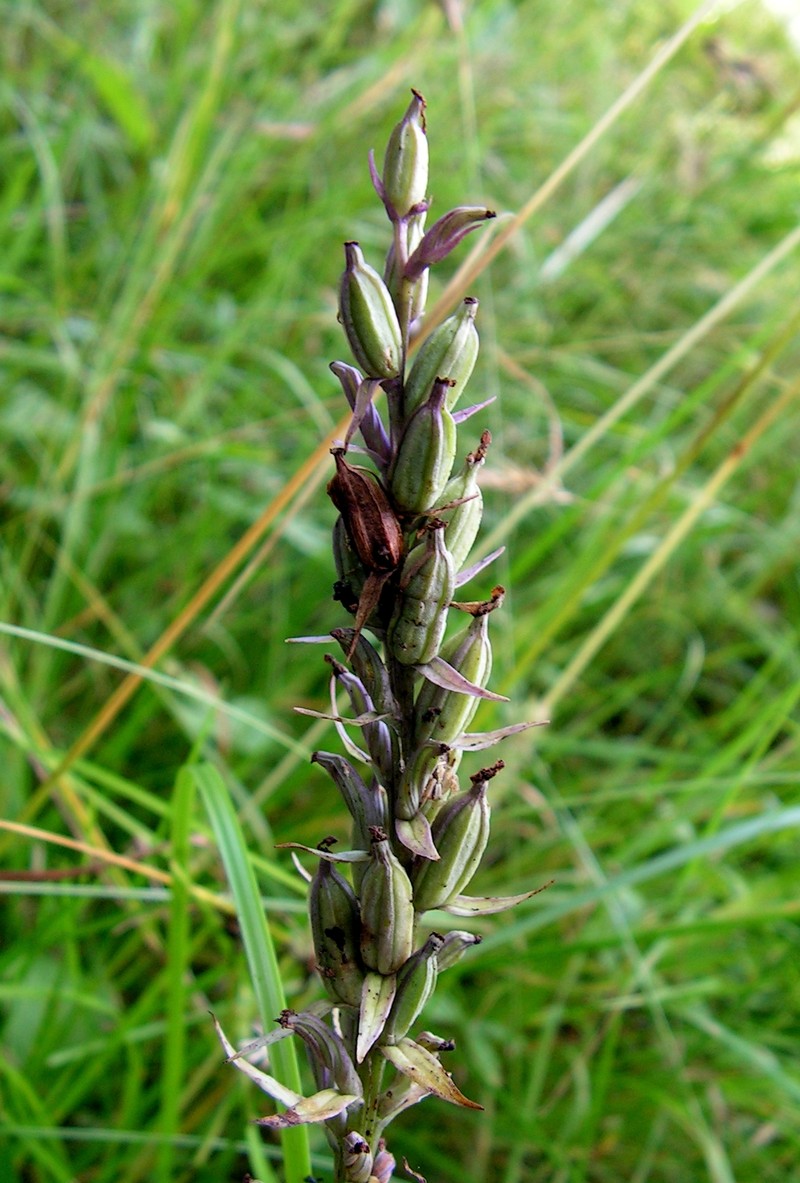 Dactylorhiza maculata photo 6