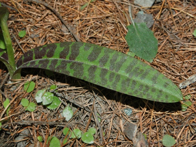Dactylorhiza maculata photo 8