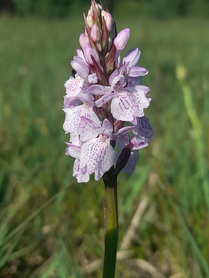 Dactylorhiza maculata subsp. maculata