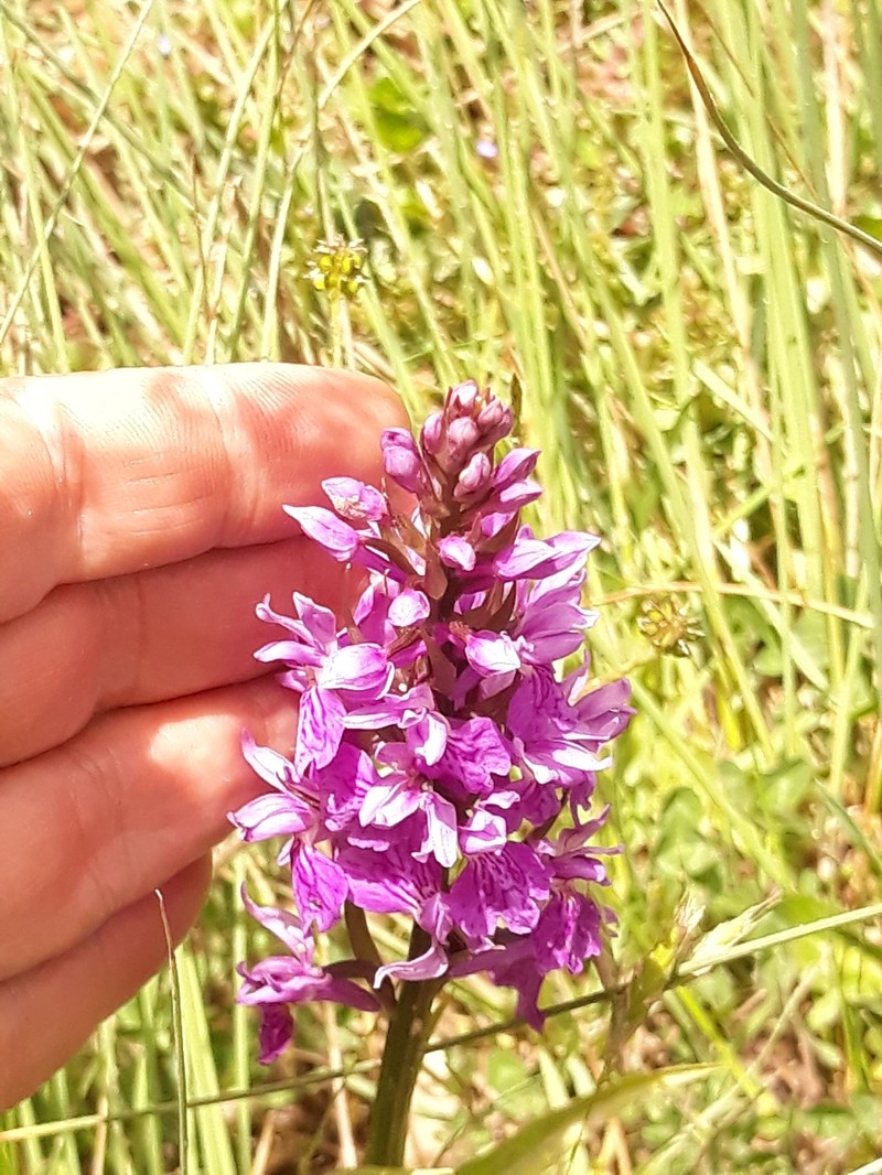 Dactylorhiza maculata subsp. maurusia