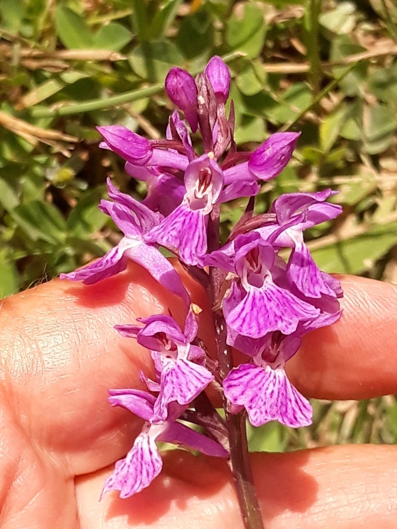 Dactylorhiza maculata subsp. maurusia photo 2