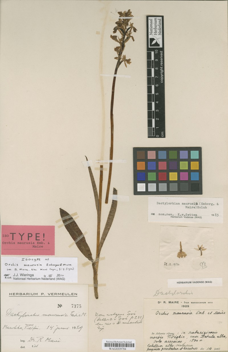 Dactylorhiza maculata subsp. maurusia photo 3