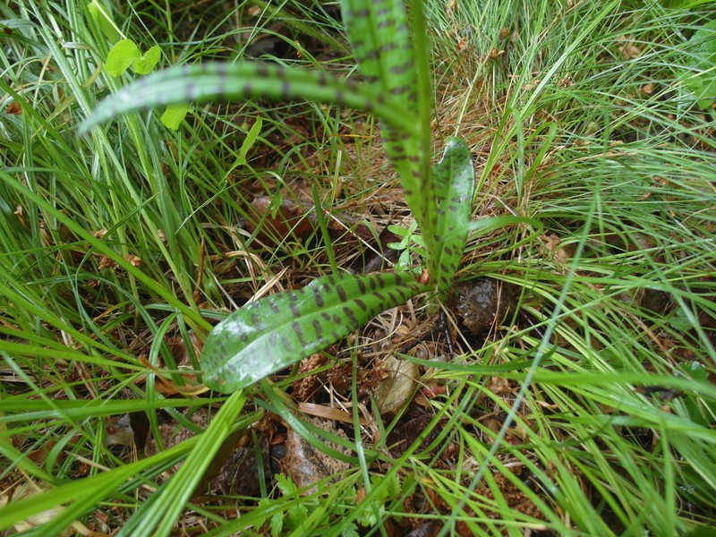 Dactylorhiza maculata subsp. sooana