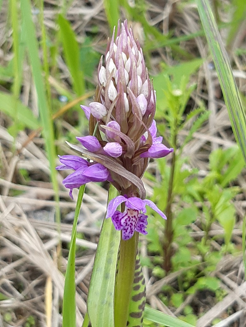 Dactylorhiza majalis subsp. baltica