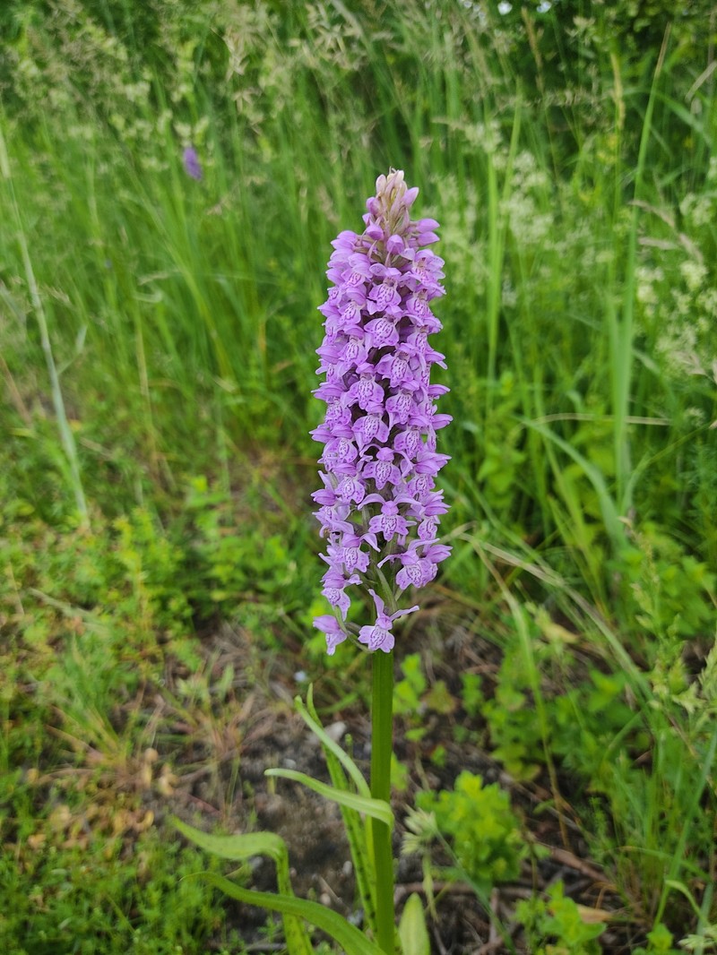 Dactylorhiza majalis subsp. baltica photo 2