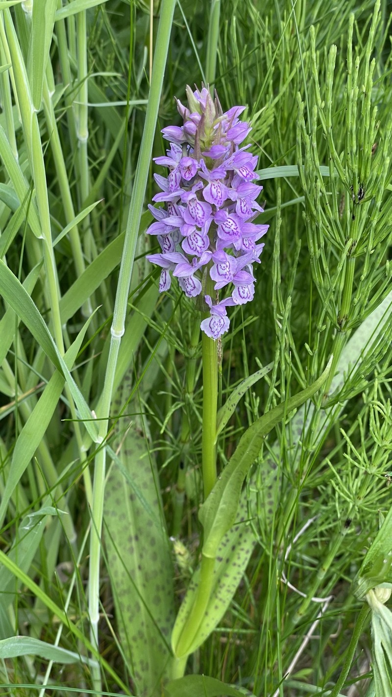 Dactylorhiza majalis subsp. baltica photo 3