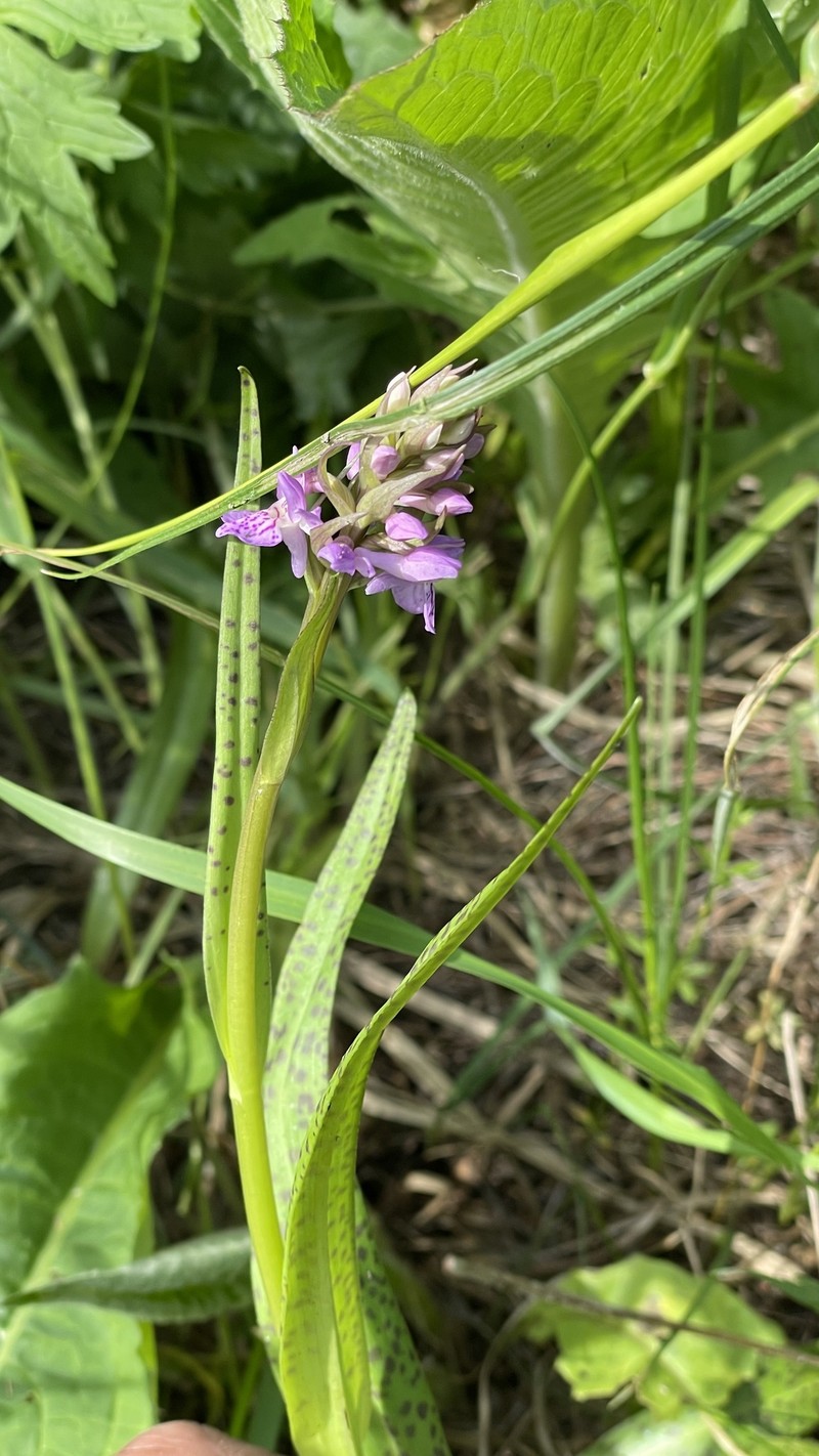 Dactylorhiza majalis subsp. baltica photo 4