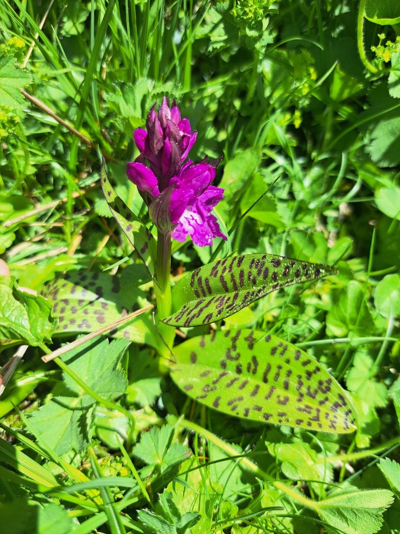 Dactylorhiza majalis subsp. cordigera