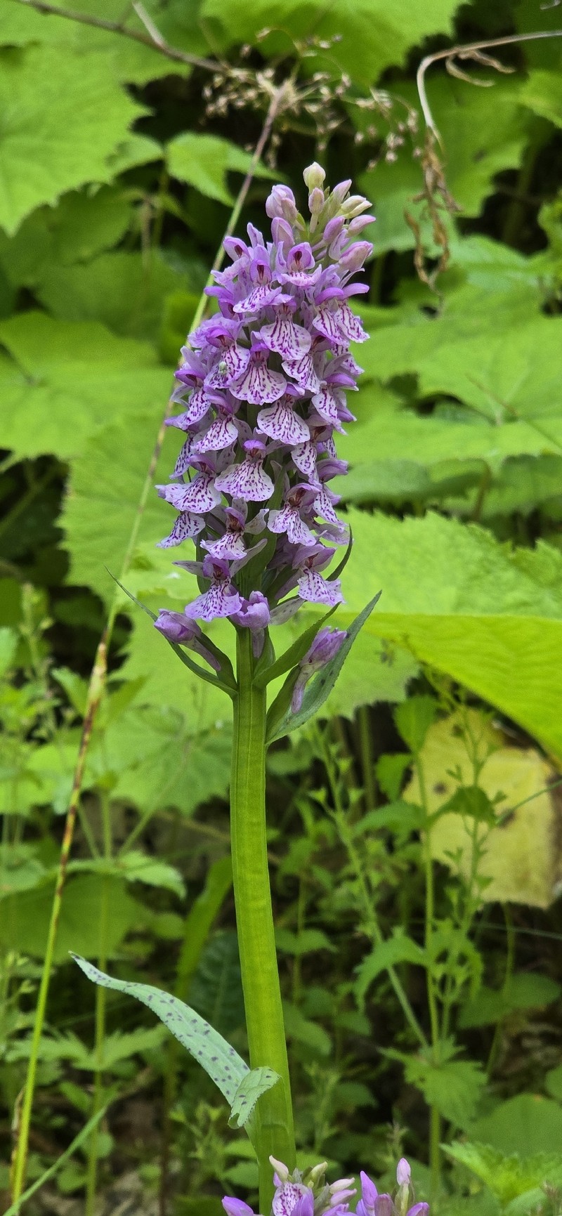 Dactylorhiza majalis subsp. cordigera photo 2