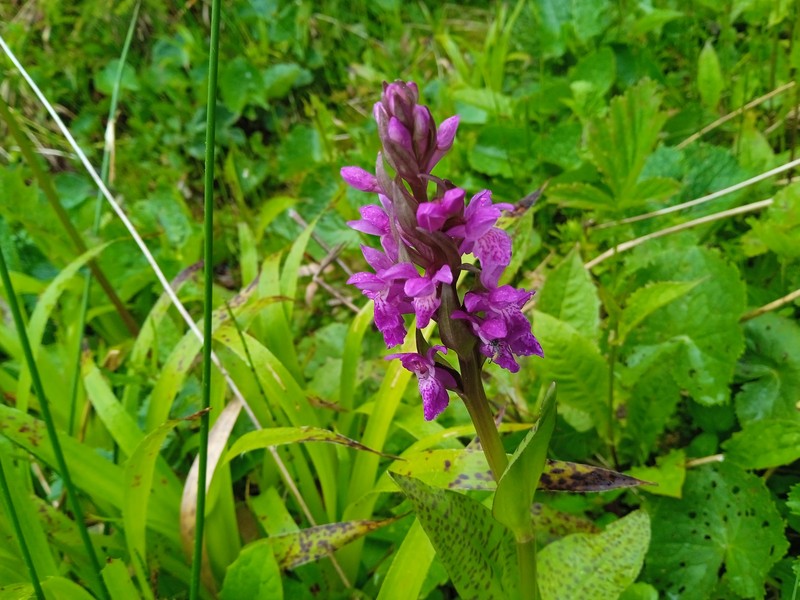 Dactylorhiza majalis subsp. cordigera photo 3