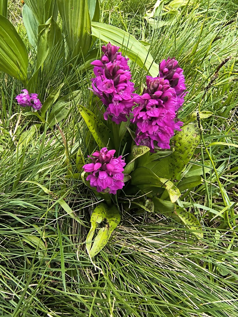 Dactylorhiza majalis subsp. cordigera photo 4