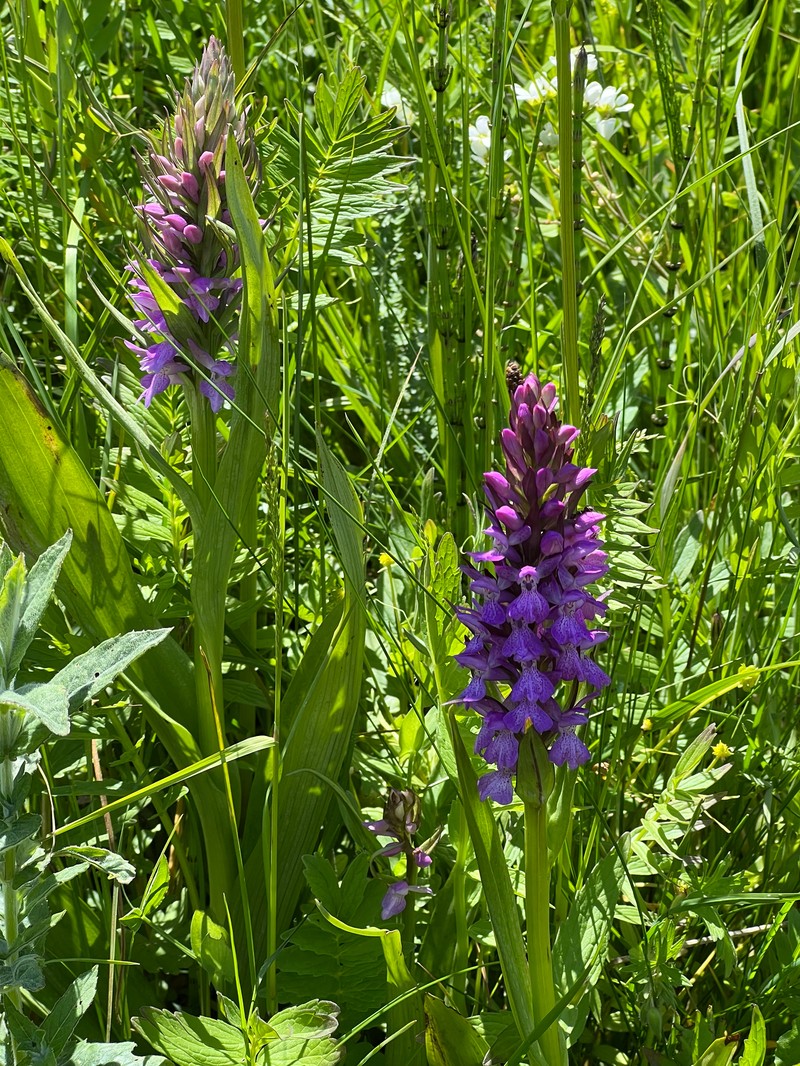 Dactylorhiza majalis subsp. kalopissii