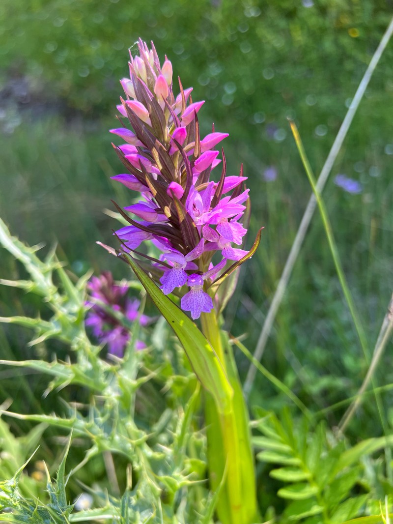 Dactylorhiza majalis subsp. kalopissii photo 2