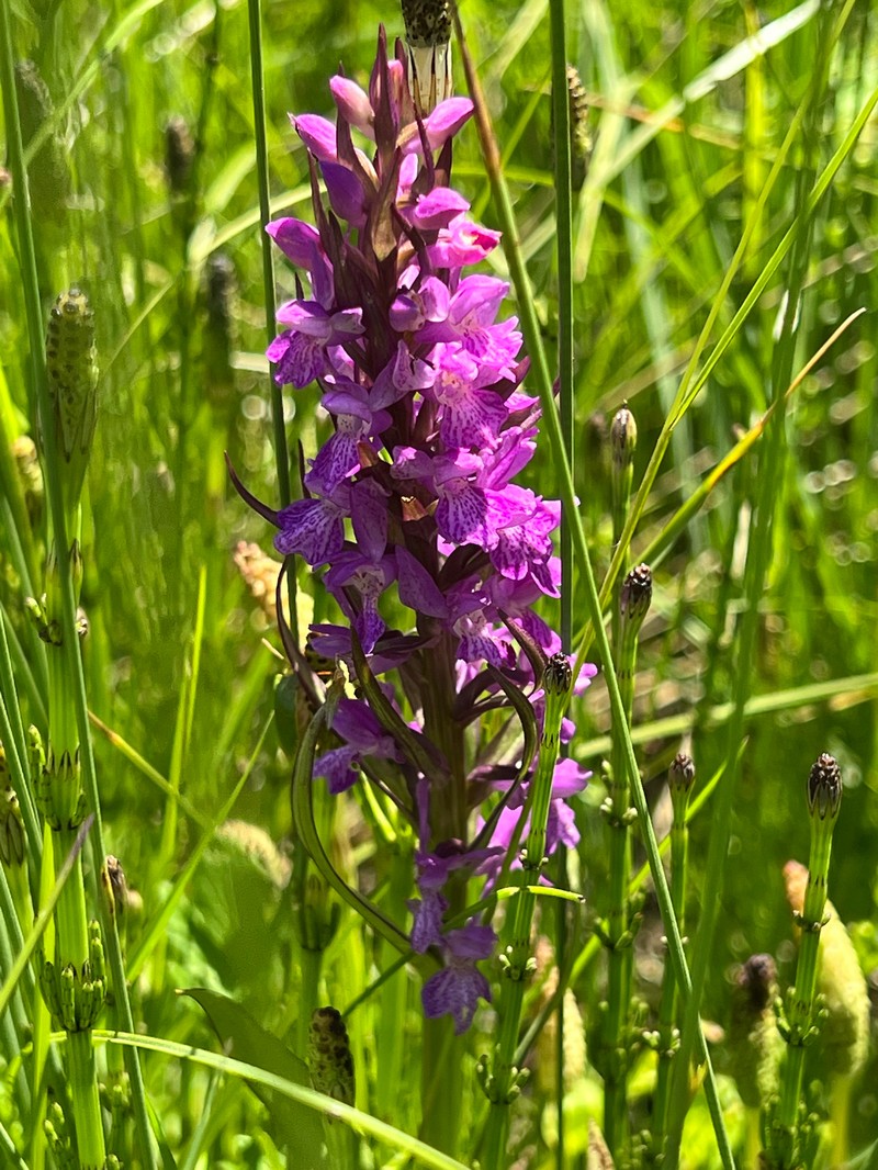 Dactylorhiza majalis subsp. kalopissii photo 3