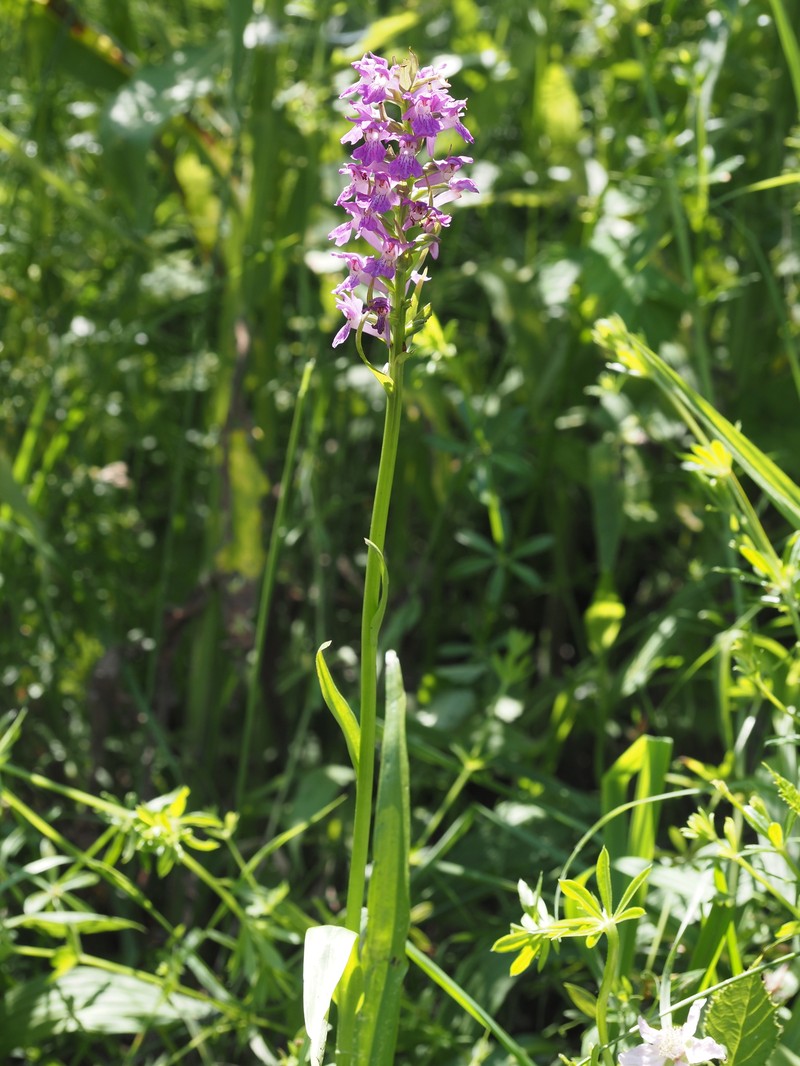 Dactylorhiza majalis subsp. kalopissii photo 4