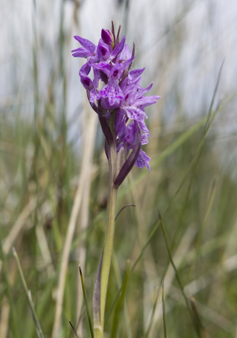 Dactylorhiza majalis subsp. lapponica