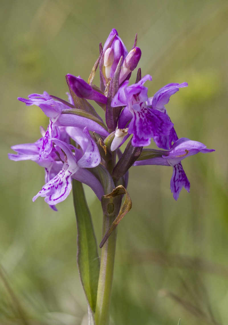Dactylorhiza majalis subsp. lapponica photo 2