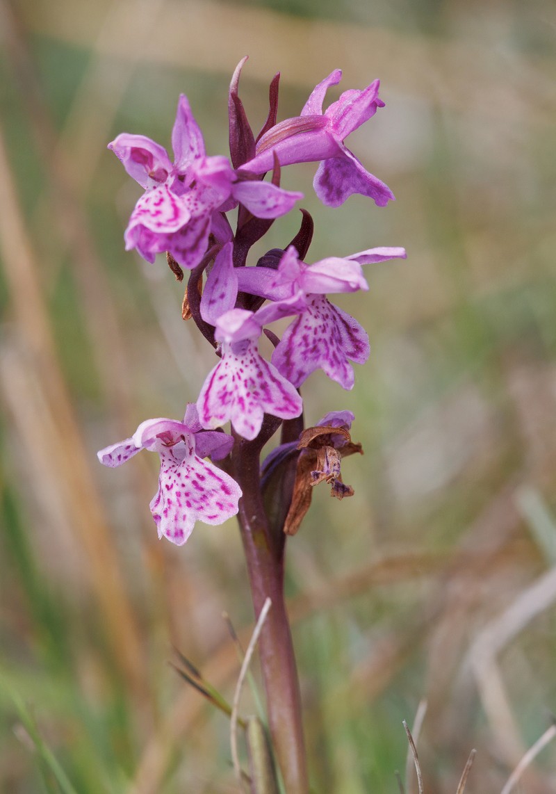 Dactylorhiza majalis subsp. lapponica photo 3