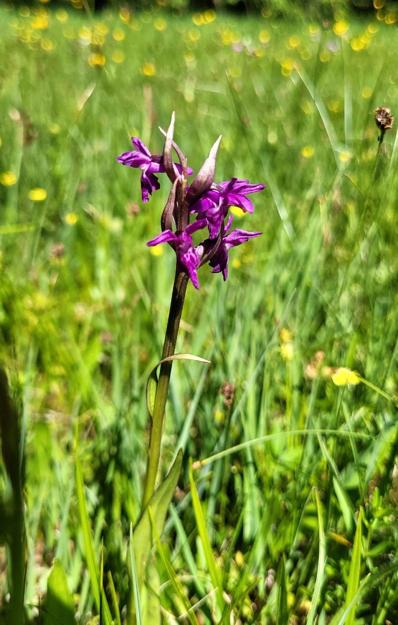 Dactylorhiza majalis subsp. lapponica photo 4