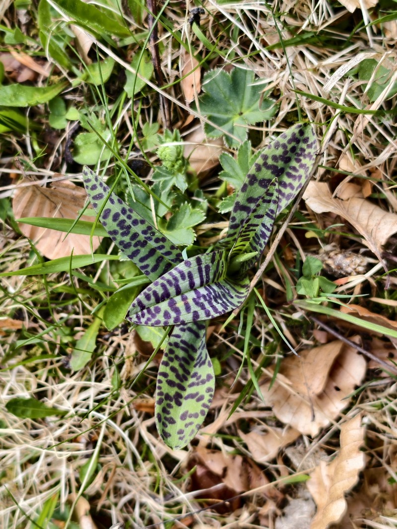 Dactylorhiza majalis subsp. majalis