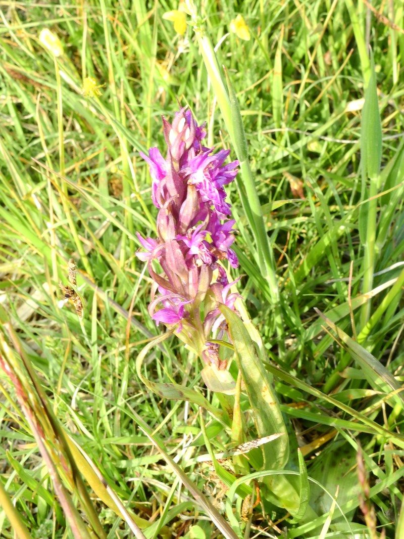 Dactylorhiza majalis subsp. majalis photo 2
