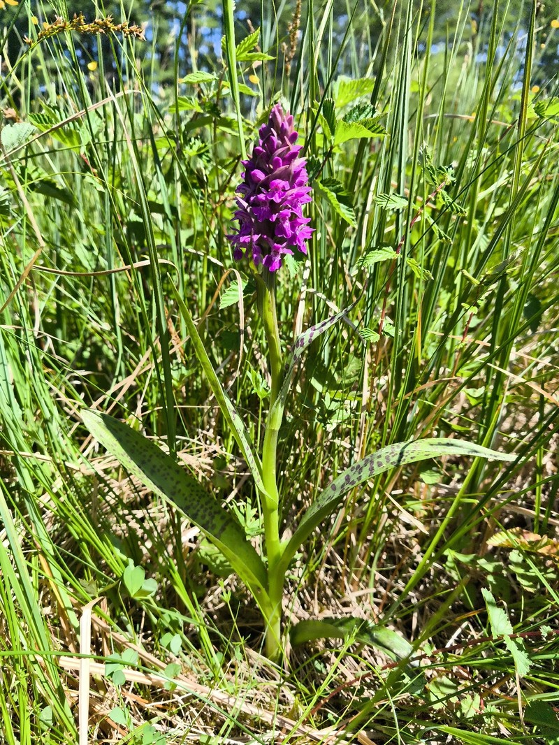 Dactylorhiza majalis subsp. majalis photo 3