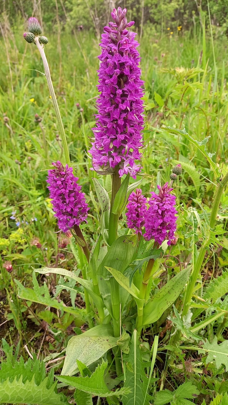 Dactylorhiza majalis subsp. majalis photo 4