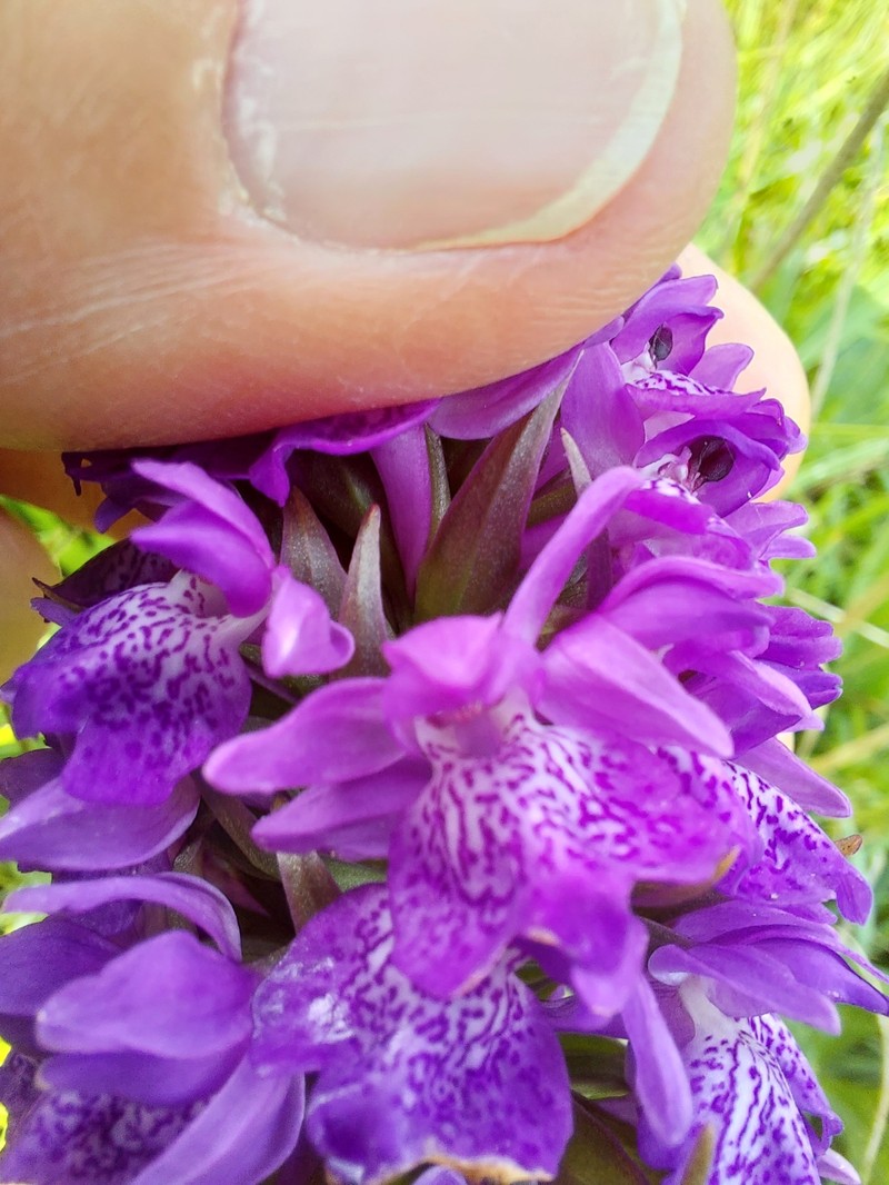 Dactylorhiza majalis subsp. occidentalis
