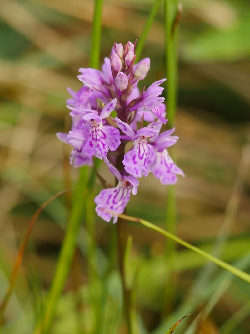 Dactylorhiza majalis subsp. occidentalis photo 2
