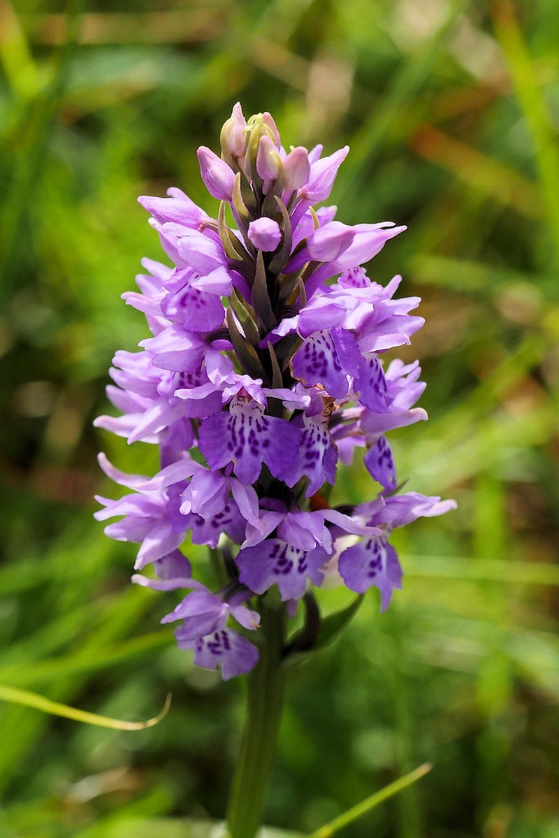 Dactylorhiza majalis subsp. occidentalis photo 3