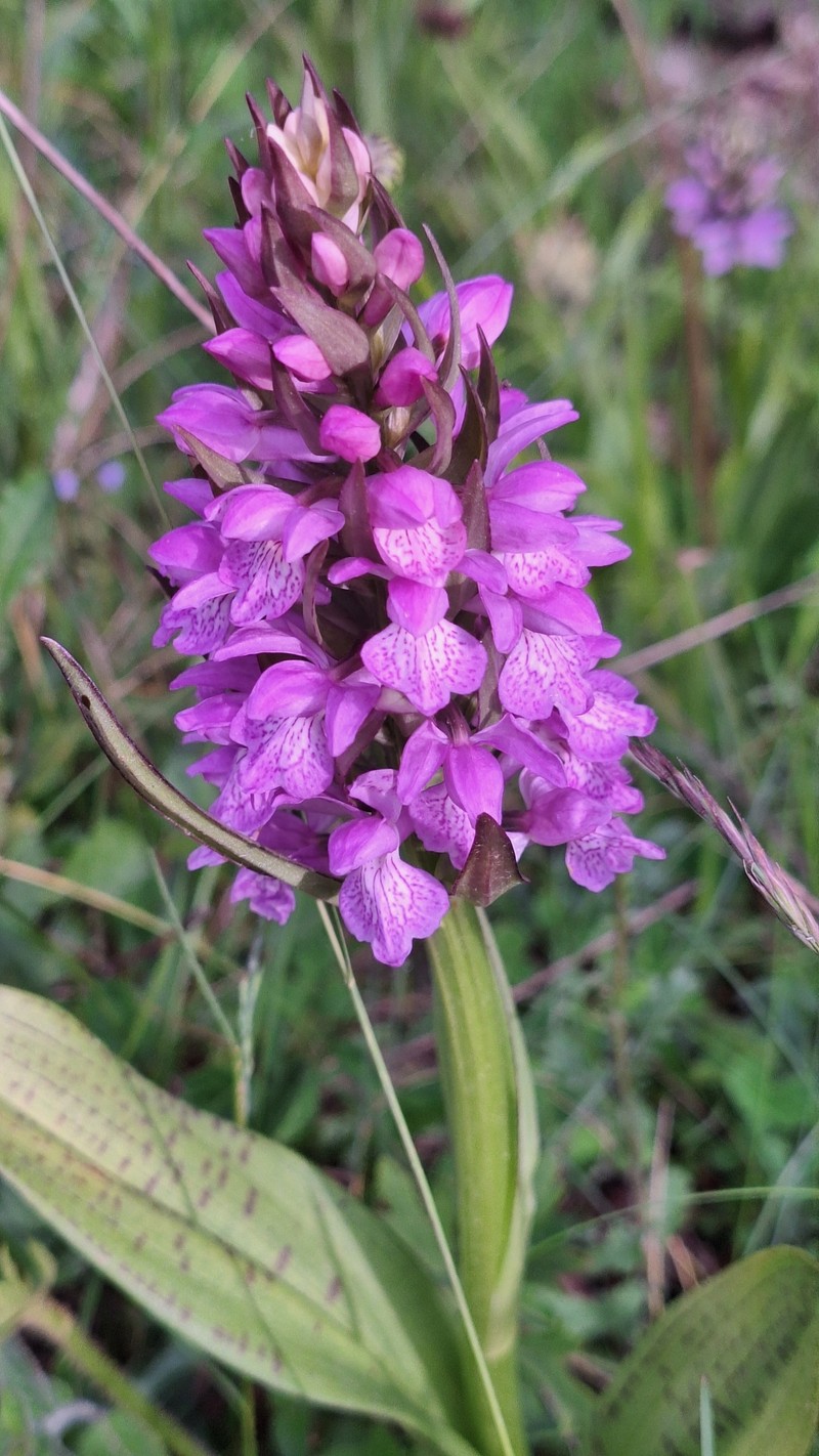 Dactylorhiza majalis subsp. pindica