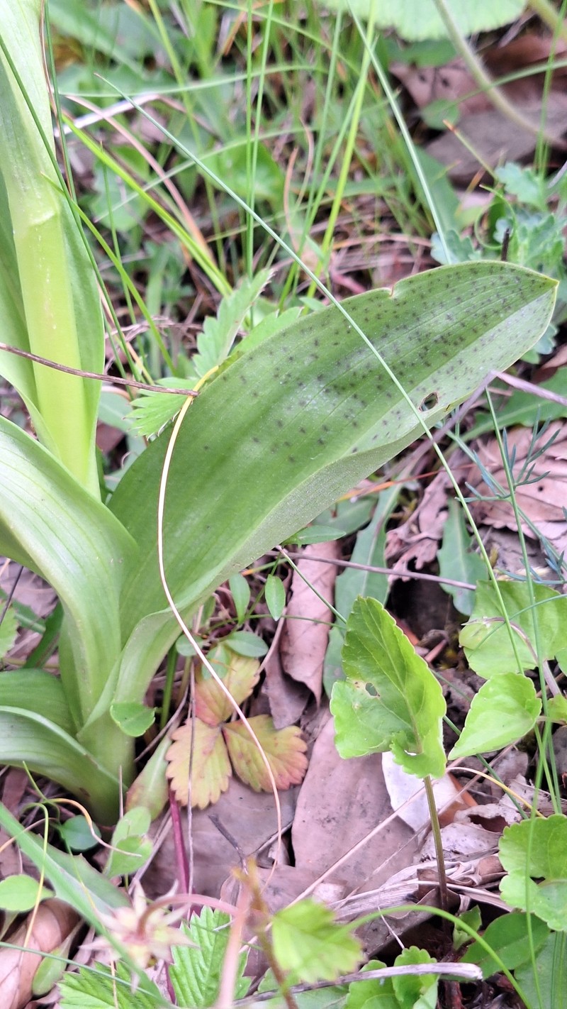Dactylorhiza majalis subsp. pindica photo 2